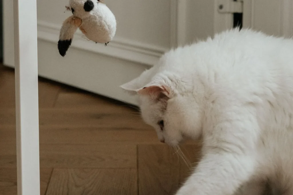 White cat reaching out a paw to bat a small red toy across a wooden floor, with a hanging toy above