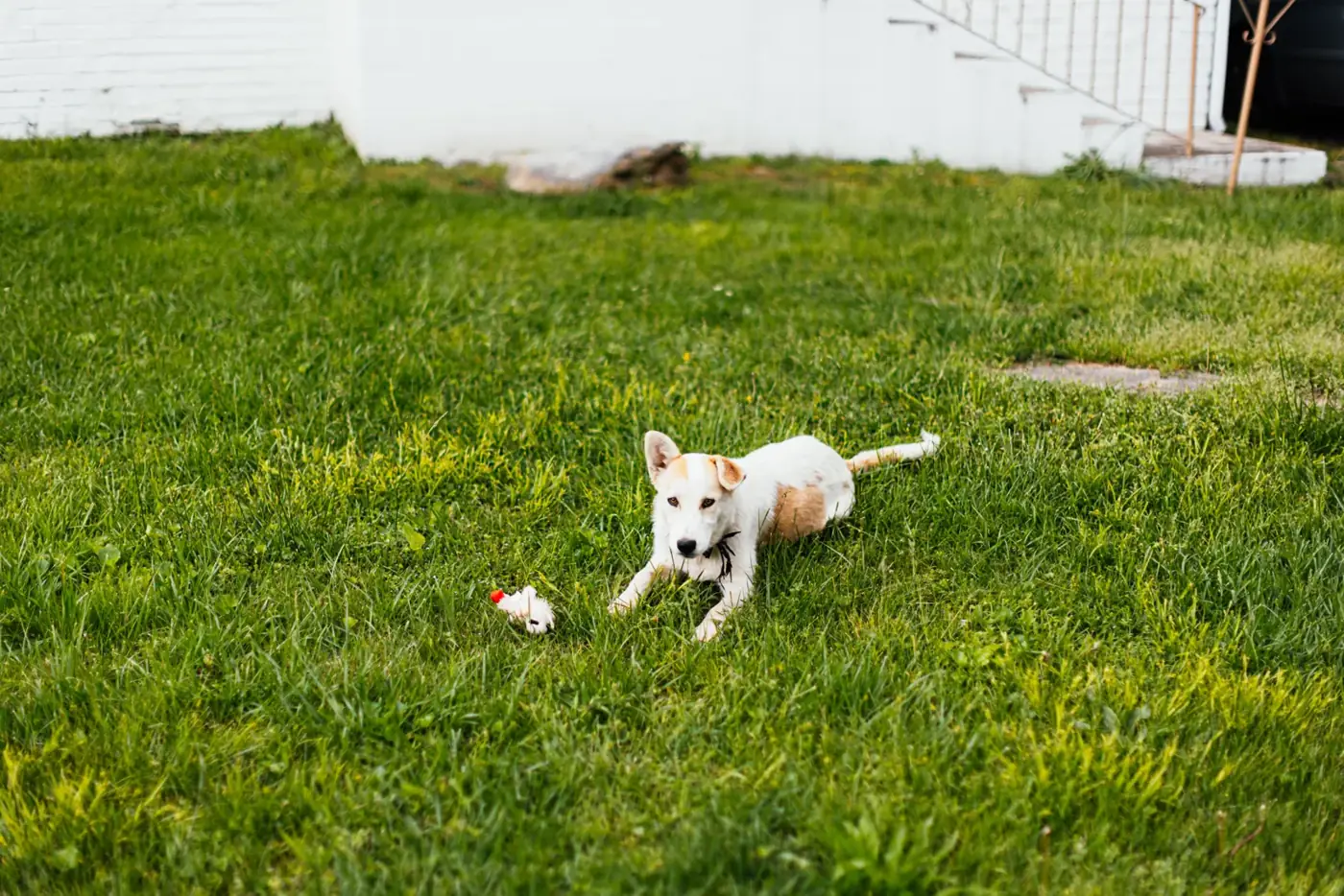 A small white puppy with tan patches crouches on a green lawn beside a small pale toy near a house.